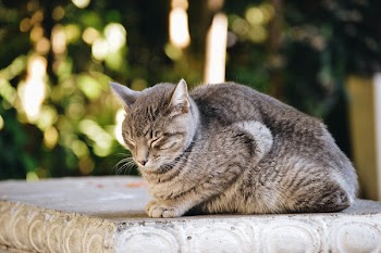 Gray and Black Cat Prone on Gray Concrete Surface at Daytime