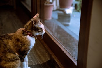 Gray and Black Cat Standing Near Window
