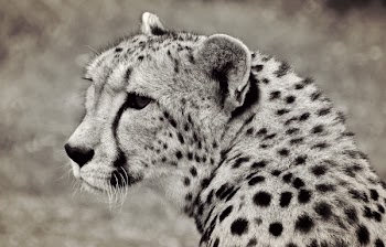 Gray and Black Cheetah