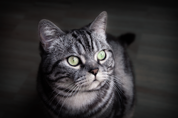 Gray and Black Coated Cat