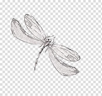 Gray and black dragonfly sketch, Drawing Dragonfly , dragonfly transparent background PNG clipart
