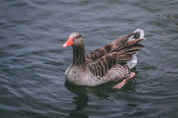 Gray and Black Duck