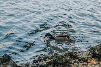 Gray and Black Duck on Body of Water