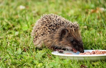 Gray and Black Hedgehog Eating on Plate