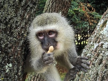 Gray and Black Monkey Holding Peanut