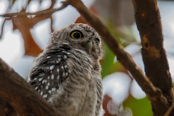 Gray and Black Owl Standing on Branch of Tree