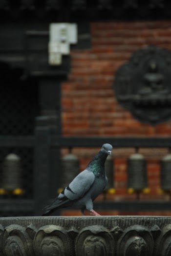 Gray and Black Pigeon on Gray Concrete Surface