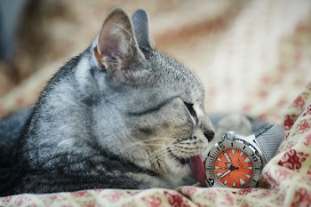 Gray and Black Tabby Cat Licking Gray Watch