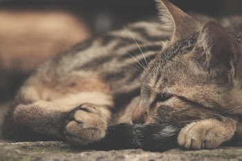 Gray and Black Tabby Cat on Gray Surface