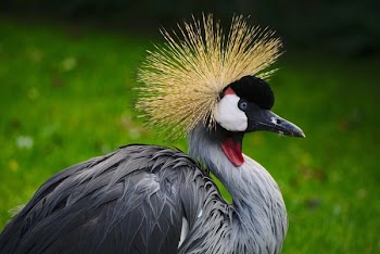 Gray and Brown Bird