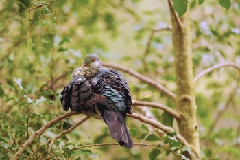 Gray and Brown Bird on Tree Branch