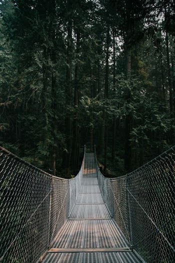 gray and brown hanging bridge on between trees at daytime