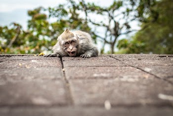 Gray and Brown Monkey