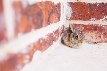 Gray and Brown Rabbit on Wall Corner