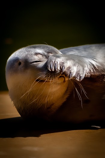Gray and Brown Seal