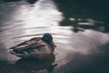 gray and green mallard duck on body of water during daytime