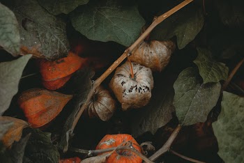 Gray and Orange Fruits on Branch