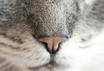 Gray and White Animal