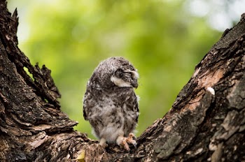 Gray and White Bird