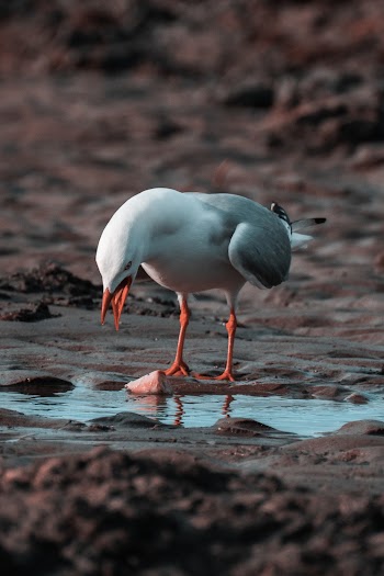 Gray and White Bird on Sand