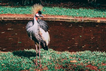 Gray and White Bird Standing Beside Calm Water