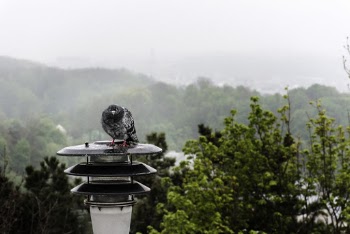 Gray and White Bird Standing on Post Lamp