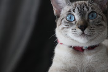 Gray and White Cat