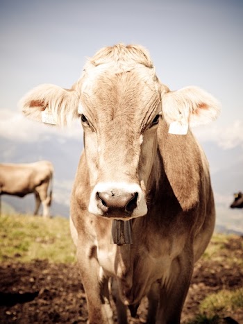 Gray and White Cow during Day Time