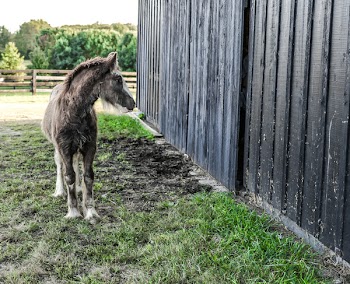 Gray and White Foal Standing Beside Wood Fence