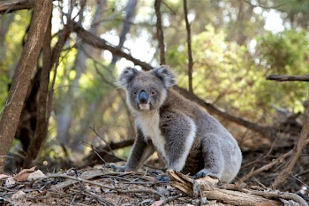 Gray and White Koala Bear Near Trees