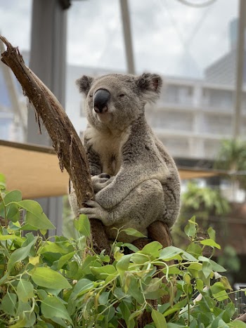 Gray and White Koala On A Tree 