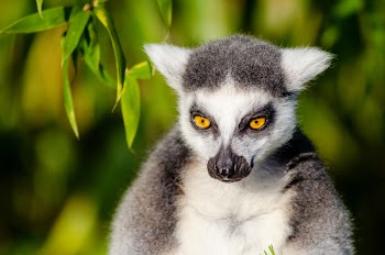 Gray and White Lemur