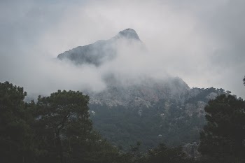 gray and white mountains surrounded by trees