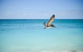 Gray and White Pelican Flying Above Large Body of Water