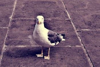 Gray and White Pigeon on Ground