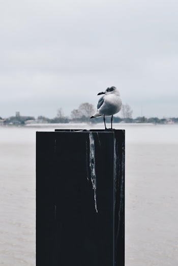 Gray and White Seagull on Top of Board at Daytime