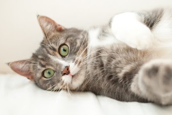 Gray and White Tabby Cat