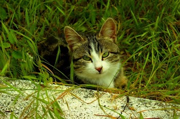 Gray and White Tabby Cat
