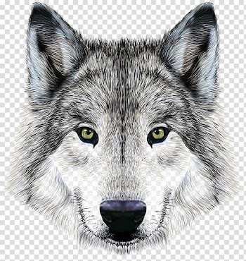 Gray and white wolf , Dog Arctic wolf Mexican wolf Illustration, Imposing wolf transparent background PNG clipart