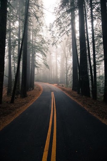 gray and yellow road surrounded by trees