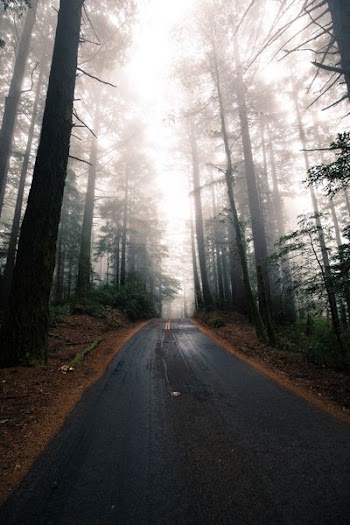 gray asphalt between green trees