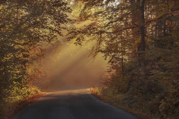 Gray Asphalt Road in Between Brown Orange Leaf Trees during Daytime