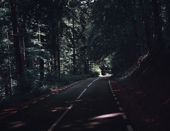 gray asphalt road under green leaf trees at daytime