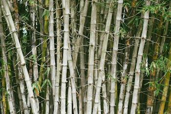 Gray Bamboo Trees