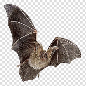 Gray bat, Bat Flying mammals Ni, Clear bat transparent background PNG clipart