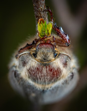 Gray Beetle Macro Photography