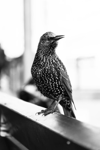 Gray Bird