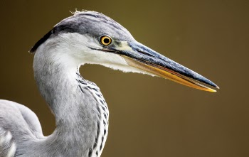 Gray Bird