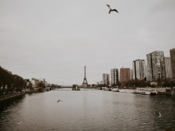 Gray Bird Above Body of Water