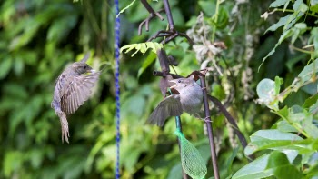 Gray Bird Flying during Daytime